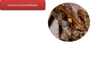 Insectos holometábolos
 
