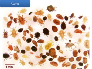 Ácaros
 