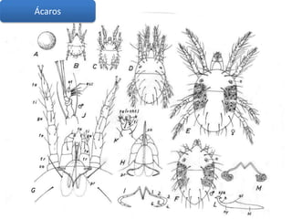 Ácaros
 