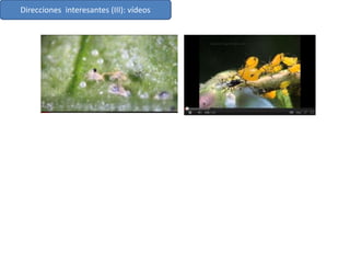 Direcciones interesantes (III): vídeos
 