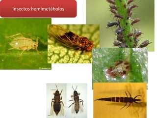 Insectos hemimetábolos
 