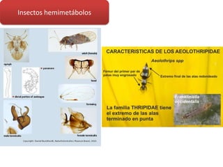Insectos hemimetábolos
 