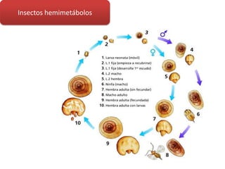 Insectos hemimetábolos
 