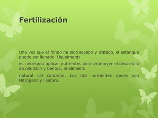 Fertilización



Una vez que el fondo ha sido secado y tratado, el estanque
puede ser llenado. Usualmente
es necesario aplicar nutrientes para promover el desarrollo
de plancton y bentos, el alimento
natural del camarón.    Los   dos   nutrientes   claves   son
Nitrógeno y Fósforo.
 