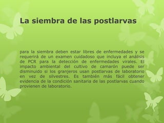 La siembra de las postlarvas



para la siembra deben estar libres de enfermedades y se
requerirá de un examen cuidadoso que incluya el análisis
de PCR para la detección de enfermedades virales. El
impacto ambiental del cultivo de camarón puede ser
disminuido si los granjeros usan postlarvas de laboratorio
en vez de silvestres. Es también más fácil obtener
evidencia de la condición sanitaria de las postlarvas cuando
provienen de laboratorio.
 