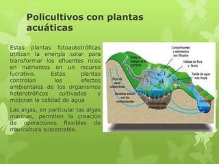 Policultivos con plantas
      acuáticas

Estas plantas fotoautotróficas
utilizan la energía solar para
transformar los efluentes ricos
en nutrientes en un recurso
lucrativo.     Estas      plantas
controlan       los       efectos
ambientales de los organismos
heterotróficos    cultivados    y
mejoran la calidad de agua
Las algas, en particular las algas
marinas, permiten la creación
de operaciones flexibles de
maricultura sustentable.
 