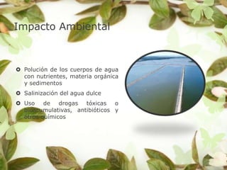 Impacto Ambiental



 Polución de los cuerpos de agua
  con nutrientes, materia orgánica
  y sedimentos
 Salinización del agua dulce
 Uso de      drogas tóxicas o
  bioacumulativas, antibióticos y
  otros químicos
 