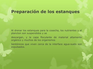 Preparación de los estanques



Al drenar los estanques para la cosecha, los nutrientes y el
plancton son suspendidos y se
descargan, y la capa floculante de material altamente
orgánico y muchos de los organismos
bentónicos que viven cerca de la interface agua-suelo son
expulsados.
 