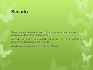 Secado



Secar los estanques entre cultivos es una práctica común.
Acelera la descomposición de la
materia orgánica acumulada durante el ciclo anterior,
provee oxigenación y mejora las
condiciones para las bacterias aeróbicas.
 