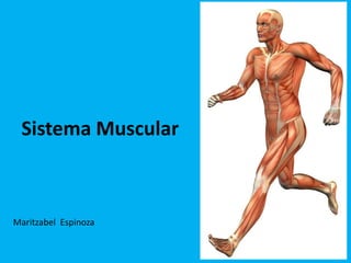 Sistema Muscular



Maritzabel Espinoza
 