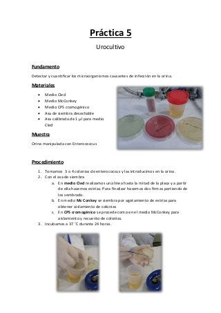 Práctica 5
Urocultivo
Fundamento
Detectar y cuantificar los microorganismos causantes de infección en la orina.
Materiales
 Medio Cled
 Medio McConkey
 Medio CPS cromogénico
 Asa de siembra desechable
 Asa calibrada de 1 µl para medio
Cled
Muestra
Orina manipulada con Enterococcus
Procedimiento
1. Tomamos 3 o 4 colonias de enterococcus y las introducimos en la orina.
2. Con el asa de siembra
a. En medio Cled realizamos una línea hasta la mitad de la placa y a partir
de ella hacemos estrías. Para finalizar hacemos dos firmas partiendo de
los sembrado.
b. En medio Mc Conkey se siembra por agotamiento de estrías para
obtener aislamiento de colonias
c. En CPS cromogénico se procede como en el medio McConkey para
aislamiento y recuento de colonias.
3. Incubamos a 37 ˚C durante 24 horas.
 