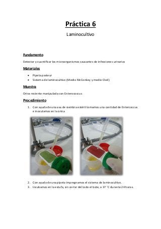 Práctica 6
Laminocultivo
Fundamento
Detectar y cuantificar los microorganismos causantes de infecciones urinarias
Materiales
 Pipeta pasteur
 Sistema de laminocultivo (Medio McConkey y medio Cled)
Muestra
Orina reciente manipulada con Enterococcus
Procedimiento
1. Con ayuda de una asa de siembra estéril tomamos una cantidad de Entercoccus
e inoculamos en la orina
2. Con ayuda de una pipeta impregnamos el sistema de laminocultivo.
3. Incubamos en la estufa, sin cerrar del todo el bote, a 37 ˚C durante 24 horas.
 