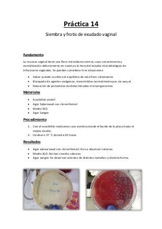 Práctica 14
Siembra y frotis de exudado vaginal
Fundamento
La mucosa vaginal tiene una flora microbiana normal, cuyo conocimiento y
consideración debe tenerse en cuenta a la hora del estudio microbiológico de
infecciones vaginales. Se pueden considerar tres situaciones:
 Saber cuándo se altera el equilibrio de esta flora colonizante.
 Búsqueda de agentes exógenos, transmitidos normalmente por vía sexual.
 Detección de portadoras de determinados microorganismos.
Materiales
 Escobillón estéril
 Agar Saboreaud con cloranfenicol
 Medio XLD
 Agar Sangre
Procedimiento
1. Con el escobillón realizamos una siembra desde el borde de la placa hasta el
medio de ella.
2. Incubar a 37 ˚C durante 24 horas
Resultados
 Agar saboureaud con cloranfenicol: No se observan colonias
 Medio XLD: No han crecido colonias
 Agar sangre: Se observan colonias de distintos tamaños y distinta forma.
 