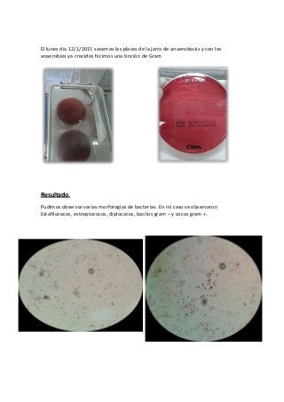 El lunes día 12/1/2015 sacamos las placas de la jarra de anaerobiosis y con los
anaerobios ya crecidos hicimos una tinción de Gram
Resultado.
Pudimos observar varias morfologías de bacterias. En mi caso se observaron
Estafilococos, estreptococos, diplococos, bacilos gram – y cocos gram +.
 