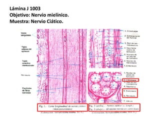 Lámina J 1003
Objetivo: Nervio mielínico.
Muestra: Nervio Ciático.
 