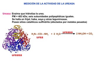 MEDICIÓN DE LA ACTIVIDAD DE LA UREASA



Ureasa: Enzima que hidroliza la urea.
        PM = 483 kDa; seis subunidades polipeptídicas iguales.
        Se halla en frijol, haba, soya y otras leguminosas.
        Posee sitios catalíticos sulfhidrilo (afectados por metales pesados)




                         H2NCONH2        + 2 H 2O
                                                      ureasa      2 NH4OH + CO2
                              urea




        ureasa
 