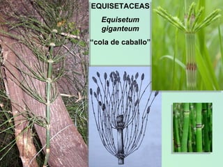 EQUISETACEAS Equisetum giganteum “ cola de caballo” 