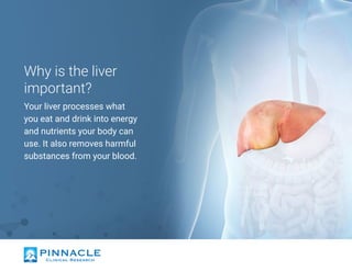 Why is the liver
important?
Your liver processes what
you eat and drink into energy
and nutrients your body can
use. It also removes harmful
substances from your blood.
 