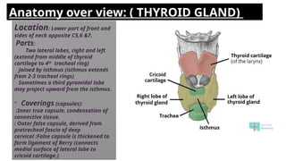 Location: Lower part of front and
sides of neck opposite C5,6 &7.
Parts:
Two lateral lobes, right and left
(extend from middle of thyroid
cartilage to 4th
tracheal ring)
Joined by isthmus (isthmus extends
from 2-3 tracheal rings)
Sometimes a third pyramidal lobe
may project upward from the isthmus.
- Coverings (capsules):
:Inner true capsule, condensation of
connective tissue.
: Outer false capsule, derived from
pretracheal fascia of deep
cervical :False capsule is thickened to
form ligament of Berry (connects
medial surface of lateral lobe to
cricoid cartilage.)
Anatomy over view: ( THYROID GLAND)
 