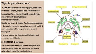 Thyroid gland (relations)
1, Lobes- are conical having apex,base and 3
surfaces – lateral, medial and posterolateral.
Lateral surface: Sternothyroid, sternohyoid,
superior belly omohyoid and
sternocleidomastoid.
Medial surface: - 2 tubes: Trachea, oesophagus.
– 2 muscles : inferior constrictor, cricothyroid -2
nerves: external laryngeal and recurrent
laryngeal.
Postero lateral surface: Carotid sheath and
common carotid artery.
2. Isthmus -2 surfaces:
Anterior surface related to sternohyoid and
sternothyroid muscles. Posterior surface is
related to 2nd
and 3d tracheal rings.
 