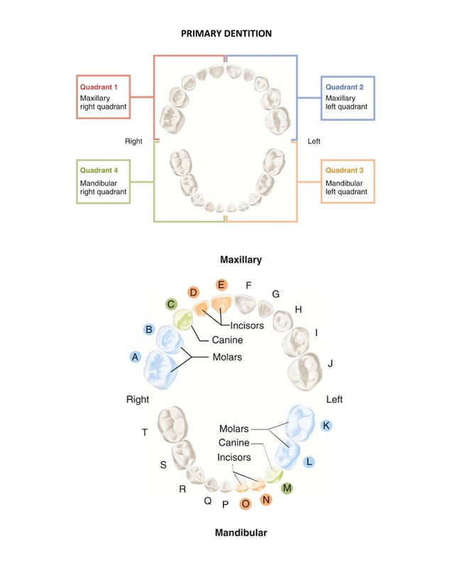 Oral Anatomy Terminology PDF