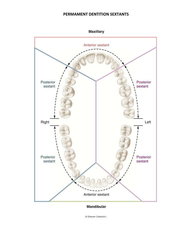 Oral Anatomy Terminology PDF