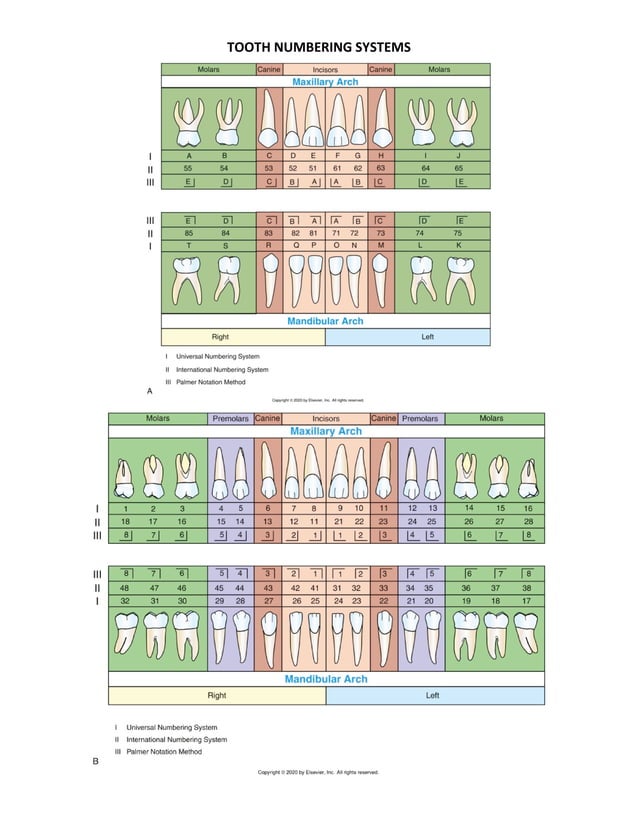 Oral Anatomy Terminology PDF