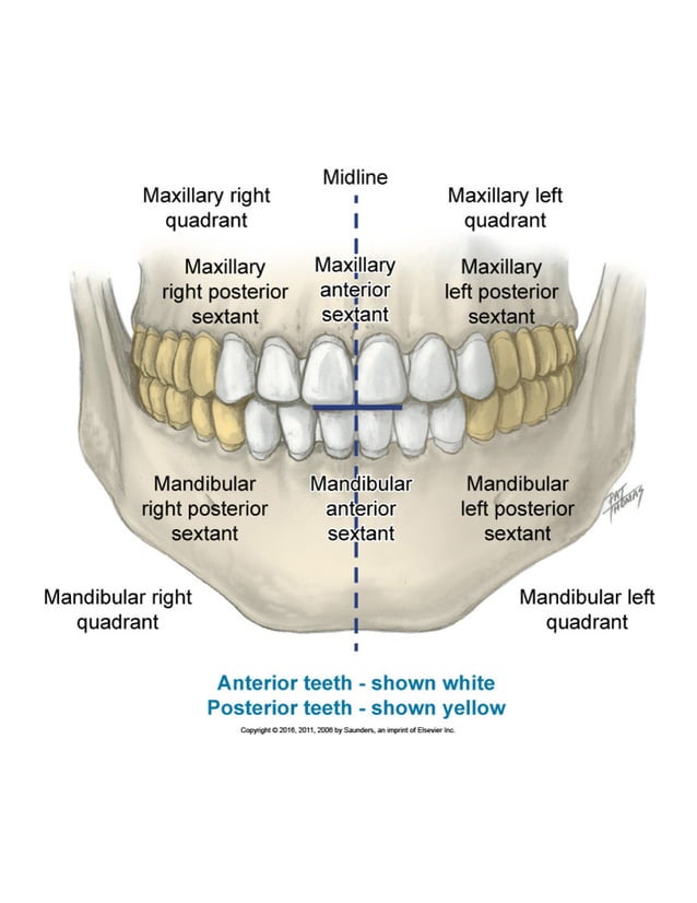 Oral Anatomy Terminology PDF