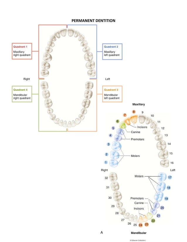 Oral Anatomy Terminology PDF