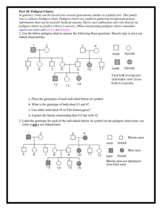 Part 10: Pedigree Charts:
In genetics, traits can be traced over several generations similar to a family tree. This family
tree is called a Pedigree chart. Pedigree charts are useful in gathering background genetic
information that can be used for medical reasons. Horse race enthusiasts also rely heavily on
pedigree charts to predict a horse’s success. sWhen interpreting pedigree charts remember
square are male and circles are females
1. Use the below pedigree chart to answer the following three questions. Muscle type is not a sex
linked characteristic.
a. Place the genotypes of each individual below its symbol.
b. What is the genotype of individual #3 and 4?.
c. Can either individual #8 or 9 be homozygous?
d. Explain the family relationship that #12 has with #2.
2. Label the genotype for each of the individuals below its symbol on the pedigree chart (note: eye
color is not a sex-linked trait).
 