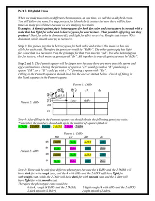Part 6: Dihybrid Cross
When we study two traits on different chromosomes, at one time, we call this a dihybrid cross.
You still follow the same five step process for Monohybrid crosses but now there will be four
times as many possibilities because we are studying two traits.
Example: A female guinea pig is heterozygous for both fur color and coat texture is crossed with a
male that has light fur color and is heterozygous for coat texture. What possible offspring can they
produce? Dark fur color is dominant (D) and light fur (d) is recessive. Rough coat texture (R) is
dominant, while smooth coat (r) is recessive.
Step 1: The guinea pig that is heterozygous for both color and texture this means it has one
allele for each trait. Therefore its genotype would be “DdRr”. The other guinea pig has light
fur, since that is a recessive trait the genotype for that trait must be “dd”. It is also heterozygous
for fur texture, which means a genotype of “Rr”. All together its overall genotype must be“ddRr”.
Step 2 and 3: The Punnett square will be larger now because there are more possible sperm and
egg combinations. During the formation of sperm a “D” could go with a “R” producing a
sperm “DR”, or a “D” could go with a “r” forming a sperm with “Dr”.
Filling-in the Punnett square it should look like the one we started below . Finish off filling in
the blank squares in the Punnett square.
Parent 1: DdRr
Step 4: After filling-in the Punnett square you should obtain the following genotypic ratio:
*remember the numbers should add up to the number of squares filled in:
4 DdRr : 2 DdRR : 4 ddRr : 2 ddRR : 2 Ddrr : 2 ddrr
Parent 1: DdRr
DR Dr dR dr
DdRr ddRR ddRr
Ddrr ddRr ddrr
DdRr ddRR ddRr
Ddrr ddRr ddrr
Step 5: There will be only four different phenotypes because the 4 DdRr and the 2 DdRR will
have dark fur with rough coat, and the 4 with ddRr and the 2 ddRR will have light fur
with rough coat, while the 2 Ddrr will have dark fur with smooth coat and the 2 ddrr will
have light fur with smooth coat.
Therefore the phenotypic ratio would be:
6 dark, rough (4 DdRr and the 2 DdRR) 6 light rough (4 with ddRr and the 2 ddRR)
2 dark smooth (2 Ddrr) 2 light smooth (2 ddrr).
d r
dR
dr
dR
DdRR
DdRr
d R
dr
DdRR
DdRr
Parent 2: ddRr
Parent 2: ddRr
 