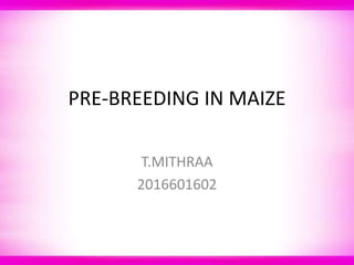 PRE-BREEDING IN MAIZE
T.MITHRAA
2016601602
 