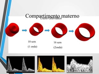 Compartimento maternoÚtero Grávidico
10 sem
(1 onda)
16 sem
(2onda)
 