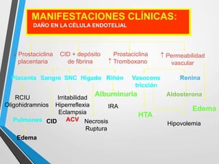MANIFESTACIONES CLÍNICAS:
DAÑO EN LA CÉLULA ENDOTELIAL
 Prostaciclina
placentaria
CID + depósito
de fibrina
 Prostaciclina
 Tromboxano
 Permeabilidad
vascular
Placenta SNCSangre Hígado Riñón Vasocons
tricción
 Renina
HTA
Aldosterona
Hipovolemia
Edema
RCIU
Oligohidramnios
CID
Irritabilidad
Hiperreflexia
Eclampsia
ACV Necrosis
Ruptura
Albuminuria
IRA
Pulmones
Edema
 
