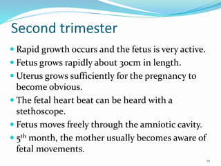 Second trimester
 Rapid growth occurs and the fetus is very active.
 Fetus grows rapidly about 30cm in length.
 Uterus grows sufficiently for the pregnancy to
become obvious.
 The fetal heart beat can be heard with a
stethoscope.
 Fetus moves freely through the amniotic cavity.
 5th month, the mother usually becomes aware of
fetal movements.
10
 