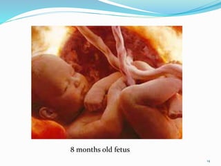14
8 months old fetus
 