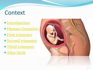 Context
 Introduction
 Human Gestation
 First trimester
 Second trimester
 Third trimester
 After birth
2
 