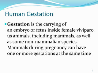 Human Gestation
Gestation is the carrying of
an embryo or fetus inside female viviparo
us animals, including mammals, as well
as some non-mammalian species.
Mammals during pregnancy can have
one or more gestations at the same time
4
 