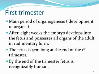 First trimester
 Main period of organogenesis ( development
of organs )
 After eight weeks the embryo develops into
the fetus and possesses all organs of the adult
in rudimentary form.
 The fetus is 5cm long at the end of the 1st
trimester.
 By the end of the trimester fetus is
recognizably human.
6
 