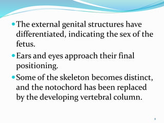 The external genital structures have
differentiated, indicating the sex of the
fetus.
Ears and eyes approach their final
positioning.
Some of the skeleton becomes distinct,
and the notochord has been replaced
by the developing vertebral column.
8
 