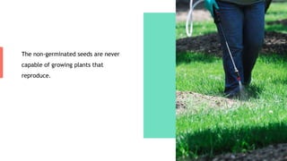 The non-germinated seeds are never
capable of growing plants that
reproduce.
 