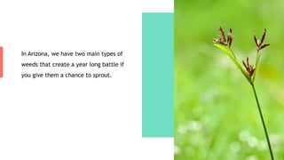 In Arizona, we have two main types of
weeds that create a year long battle if
you give them a chance to sprout.
 