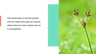 The combination of spring sunshine
and rain make them pop up in places
where they are never wanted such as
in rock gardens.
 