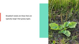 Broadleaf weeds are those that are
typically larger than grassy types.
 