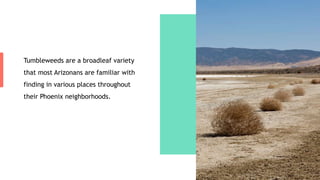 Tumbleweeds are a broadleaf variety
that most Arizonans are familiar with
finding in various places throughout
their Phoenix neighborhoods.
 