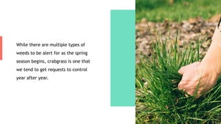 While there are multiple types of
weeds to be alert for as the spring
season begins, crabgrass is one that
we tend to get requests to control
year after year.
 