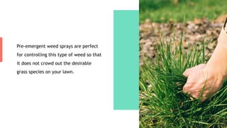 Pre-emergent weed sprays are perfect
for controlling this type of weed so that
it does not crowd out the desirable
grass species on your lawn.
 