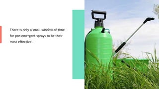 There is only a small window of time
for pre-emergent sprays to be their
most effective.
 