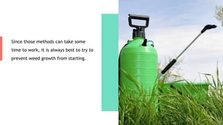 Since those methods can take some
time to work, it is always best to try to
prevent weed growth from starting.
 