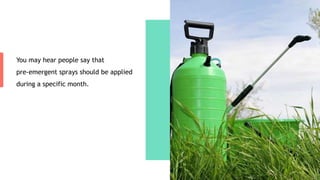 You may hear people say that
pre-emergent sprays should be applied
during a specific month.
 